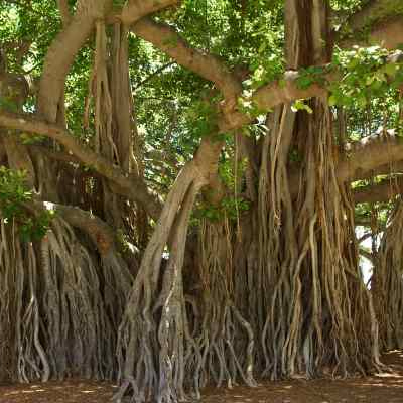 Aalamaram Bark ( Banyan Bark )