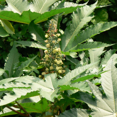 Amanakku Leaf ( Ricinus Communis )