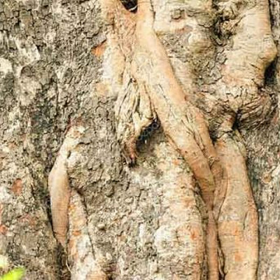Arasampattai Bark ( Ficus Religiosa )