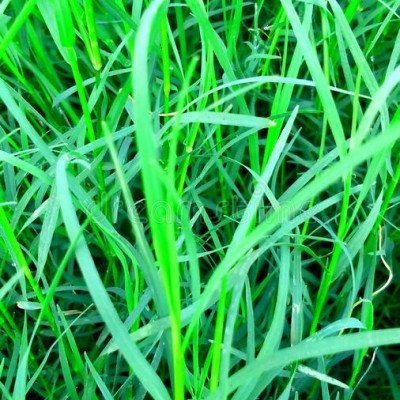 Arugampul (Bermuda Grass)( Cynodon Dactylon )