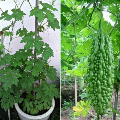 karela whole plant (Momordica charantia )