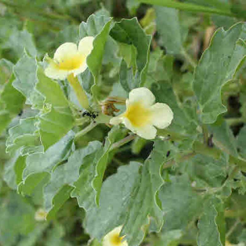 Gokhru Chota (Tribulas Terrestris )
