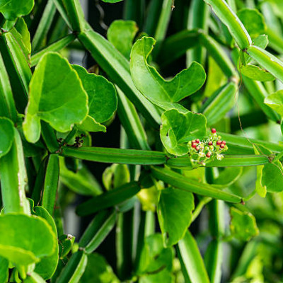 Hath Jodi Stm (Cissus Quadrangular )