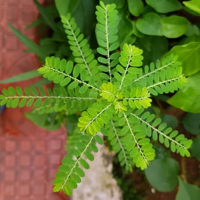 Kevanelly Whole Plant (Phyllanthus Niruri )