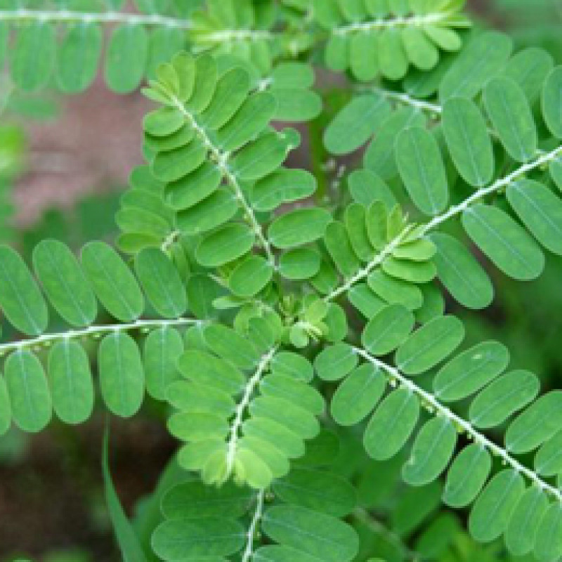 Kevanelly Whole Plant (Phyllanthus Niruri )