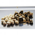 Moringa Kernel ( Moringa Oleifera )