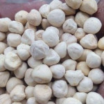 Moringa Kernel ( Moringa Oleifera )