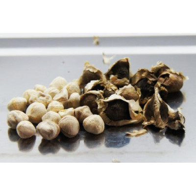 Moringa Kernel ( Moringa Oleifera )