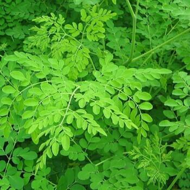 Moringa Leaves ( Drumstick Moringa Oleifera )