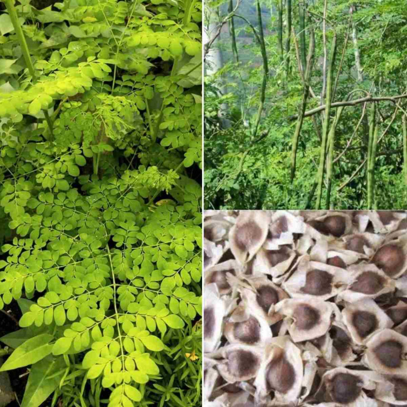 Moringa Seed ( Moringa Oleifera )