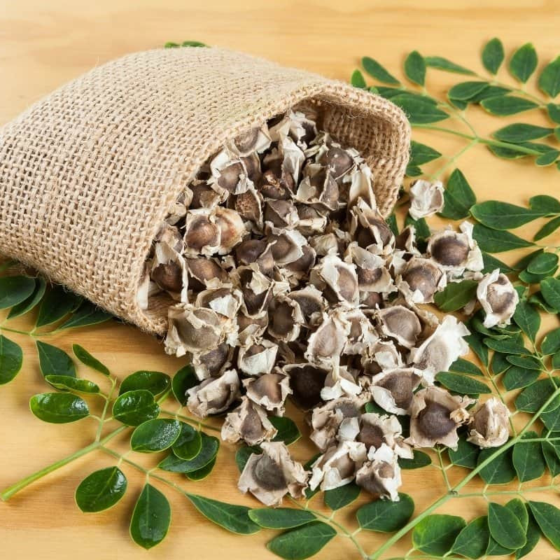 Moringa Seed ( Moringa Oleifera )