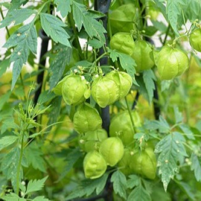 Mudakathan ( Green Cardiospermum Halicacabum )