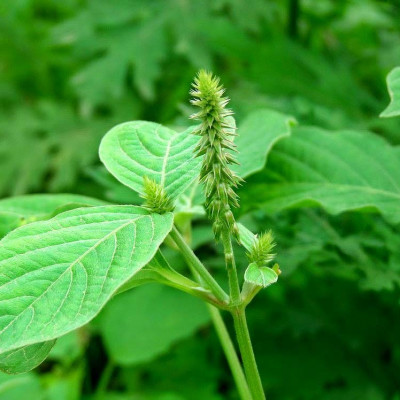 Nayuruvi ( Achyranthes Aspera )
