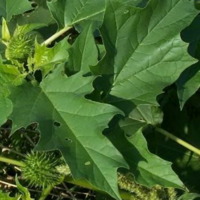 Oomathai Leaf ( Datura )