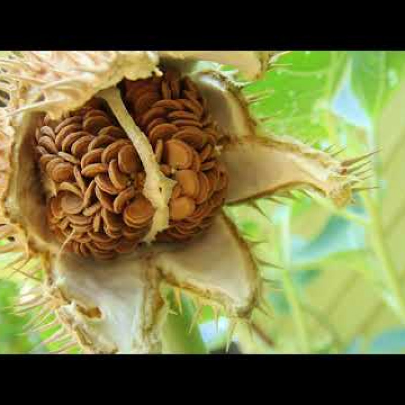 Oomathai Seed ( Datura)