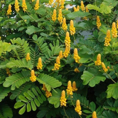 Sema Agathi Leaf ( Senna Alata Leaves )