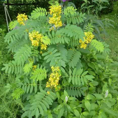 Senna Leaves ( Senna Alexandrina )