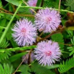 Thottal Surungi ( Thyme Plant )
