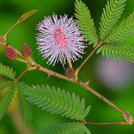 Thottal Surungi ( Thyme Plant )