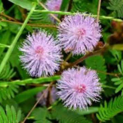 Thottal Surungi ( Thyme Plant )