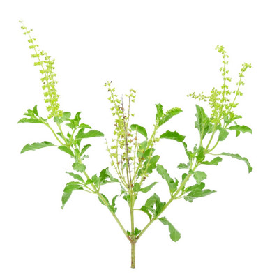 Tulsi Leaves Whole Plant (Ocimum Tenuiflorum)