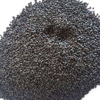 Tulsi Seed ( Ocimum Tenuiflorum)