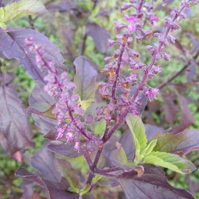 Tulsi stem (Ocimum Tenuiflorum)