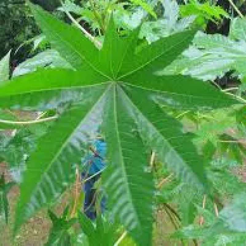 Amanakku Leaf ( Ricinus Communis )