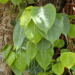 Arasampattai Bark ( Ficus Religiosa )