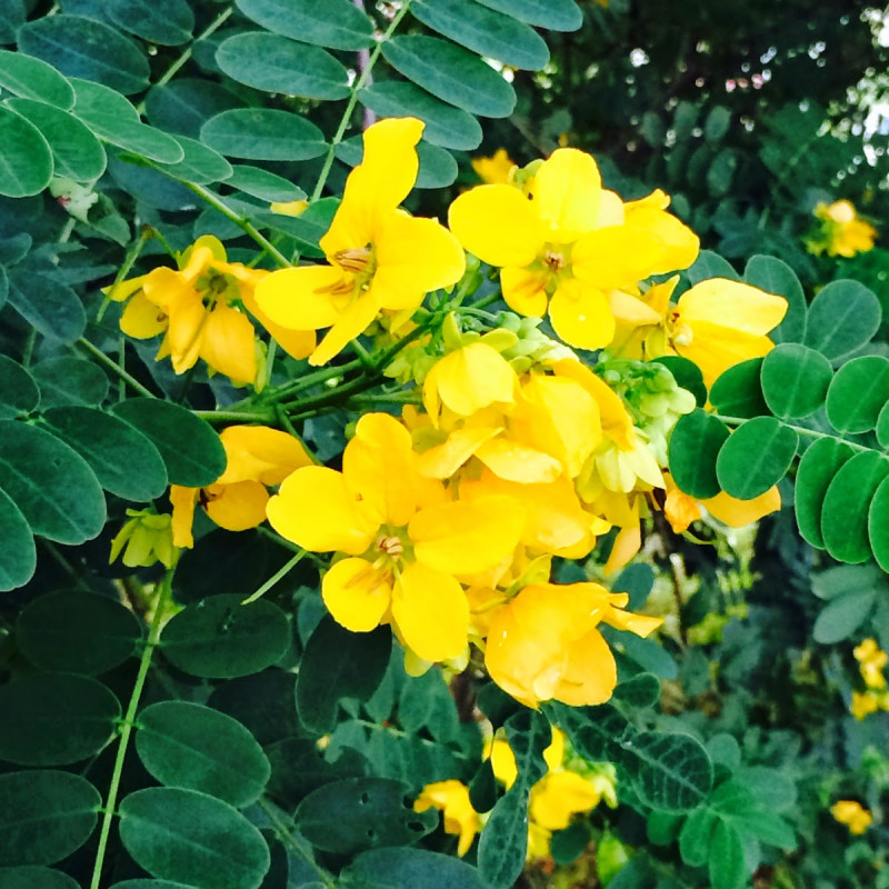 Avaram Leaves ( Senna Auriculata )