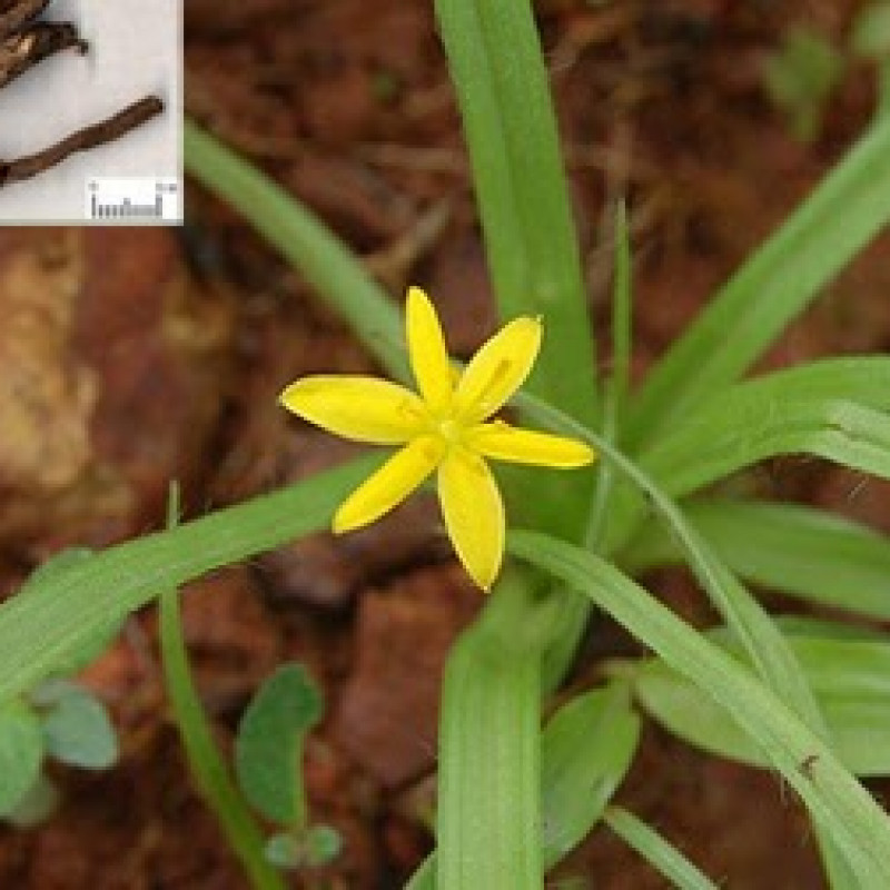 Kalimusli ( Curculigo Orchioides )