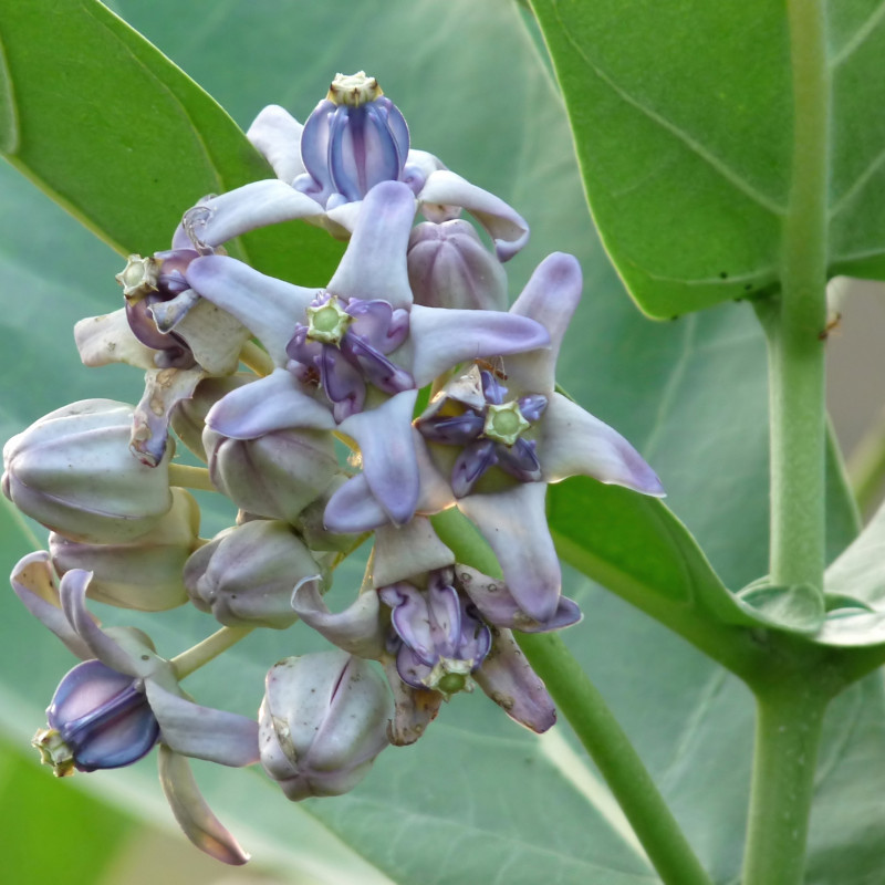 Erikalam Flower ( Calotropis Gigantea )