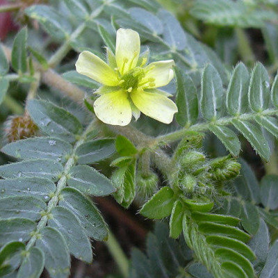 Gokhru Whole Plant ( Tribulus Terrestris )