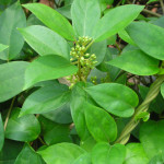 Gymnema Leaves ( Gurmar )