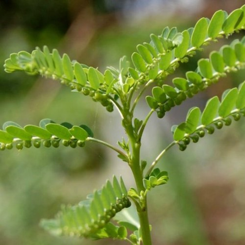 Kevanelly Whole Plant (Phyllanthus Niruri )