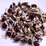 Moringa Seed ( Moringa Oleifera )