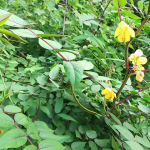 Nattam Takarai / Ponnavarai ( Kasamarda Whole Plant )