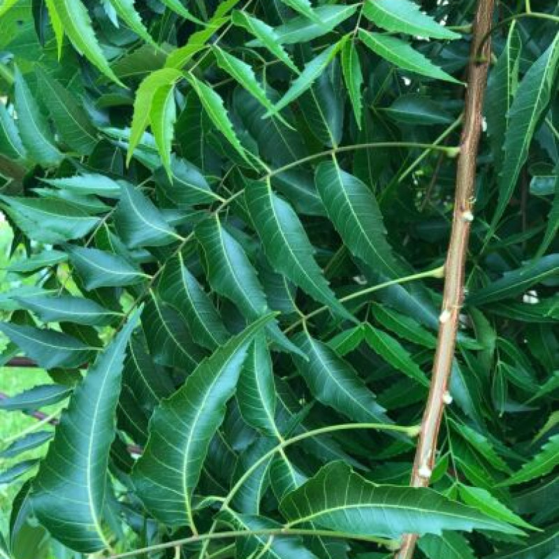 Neem Leaves ( Azadirachta )