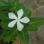 Nithyakalyani plant ( Catharanthus Roseus flower  )