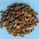 Oomathai Seed ( Datura)