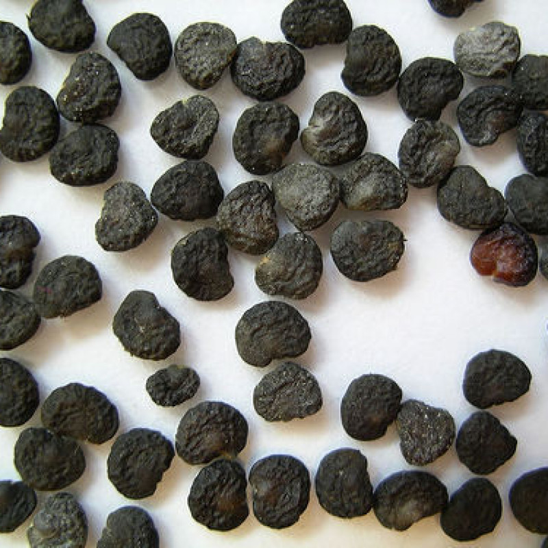 Oomathai Seed ( Datura)