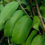 Guava Leaves (Psidium Guajava)