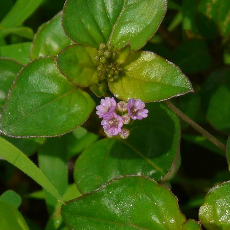 Punarnava  Whole Plant ( Boerhavia Diffusa )