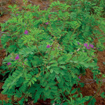 Sarphonk Whole Plant (Tephrosia Purpurea)