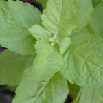 Tulsi Leaves (Ocimum Tenuiflorum)