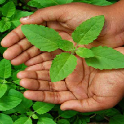 Tulsi Leaves (Ocimum Tenuiflorum)